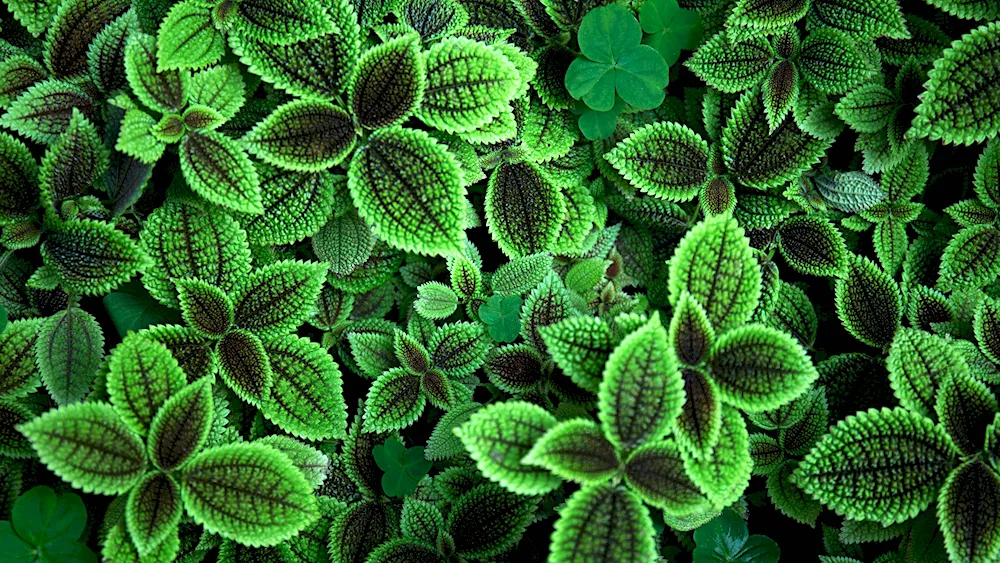 Pilea green