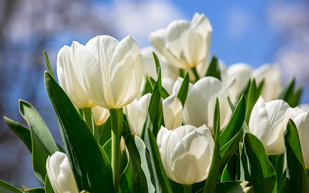 White Dream Tulip