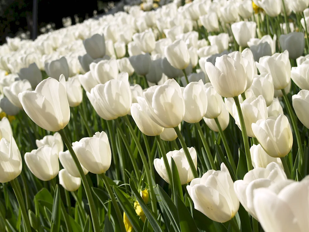 White Mountain tulip