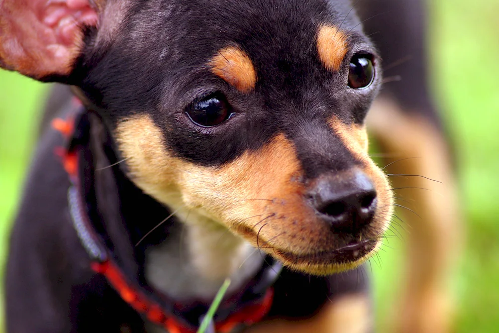 Zwergpinscher Tim Spirit