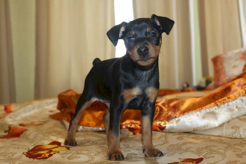 Pinscher terrier