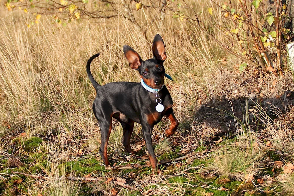 Pinscher terrier