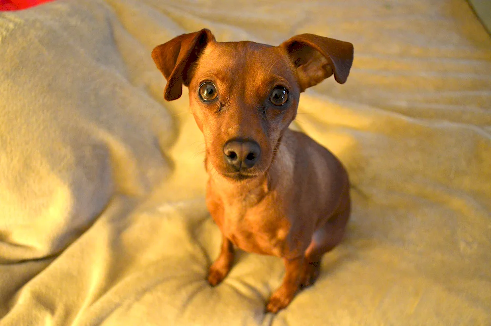 Pinscher Terrier