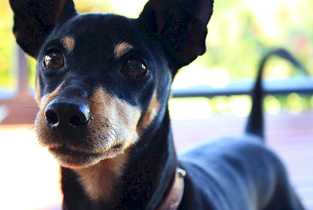 Pinscher Terrier