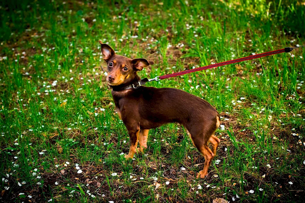 Jagdterrier and dachshund métis