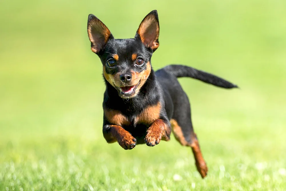 Pinscher dwarf terrier