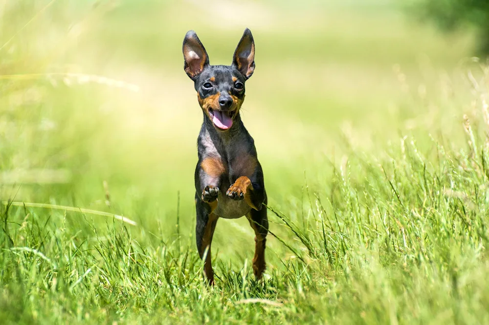 Carlicki Toy Terrier