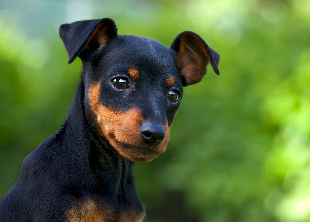 Dwarf Pinscher Terrier