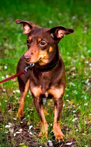 Dwarf Pinscher Terrier