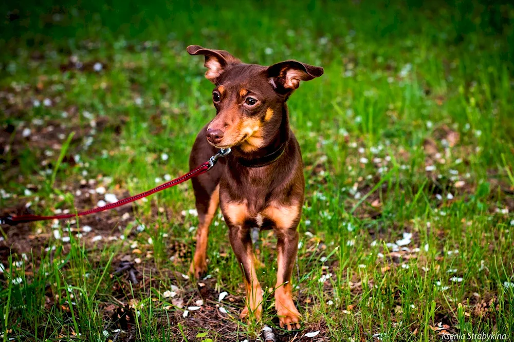 Dwarf Pinscher Terrier