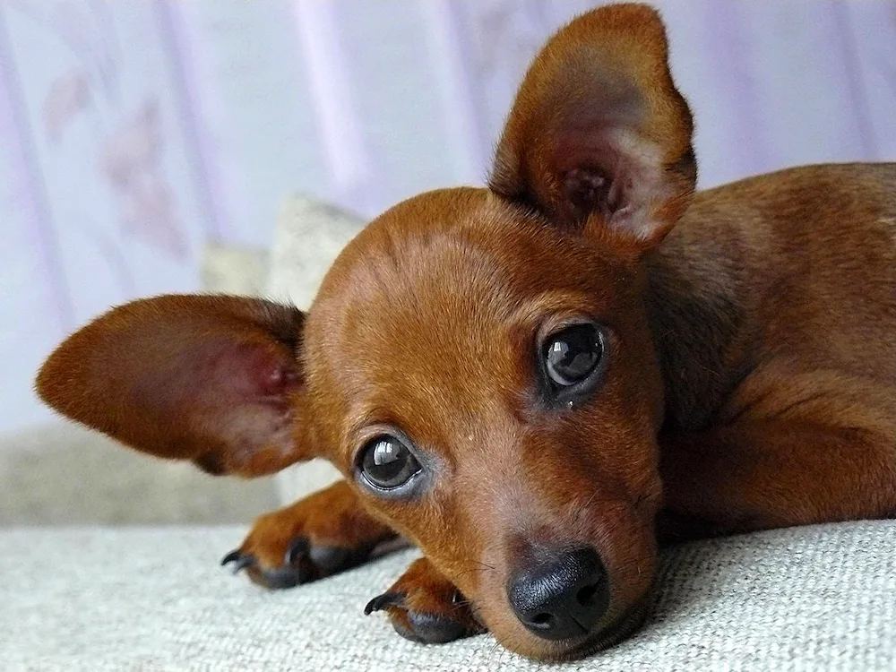 Pinscher terrier red