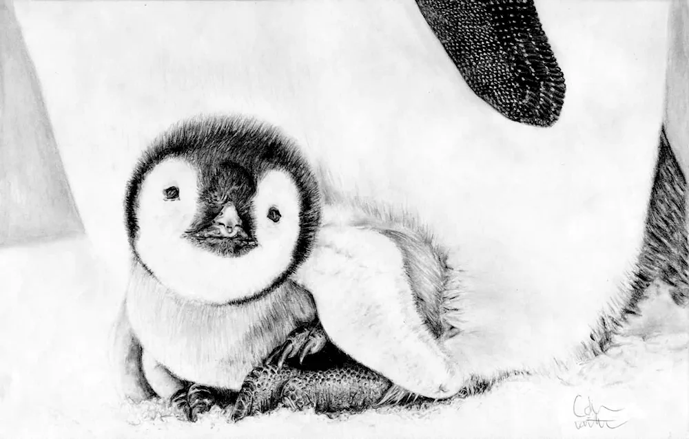 Penguin drawing