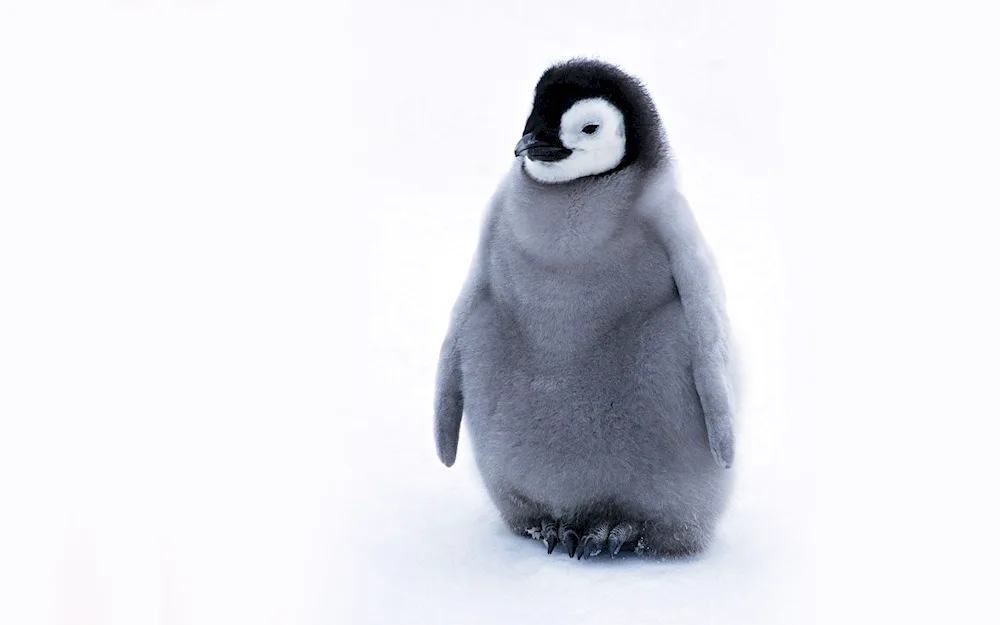 Penguin reference