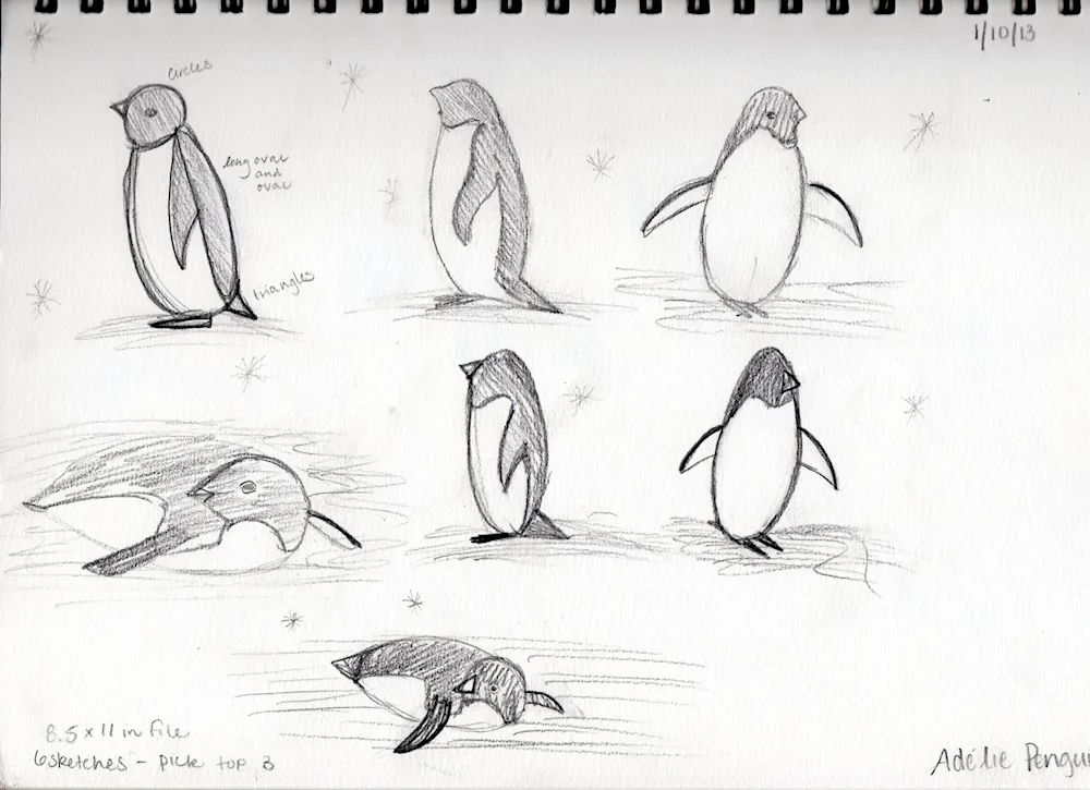 Pencil drawing. penguin pencil drawing