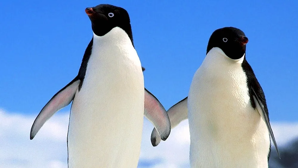 Adelie and Emperor Penguins