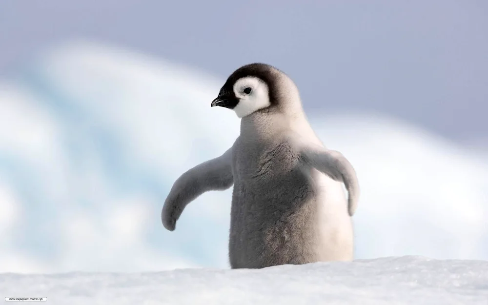 Penguins in Antarctica