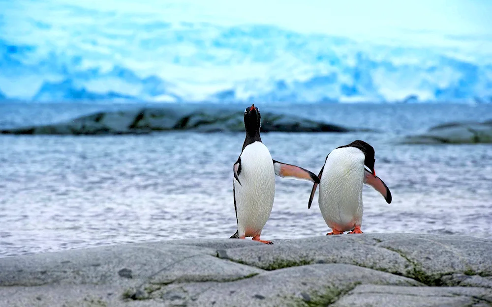 Penguins in Antarctica