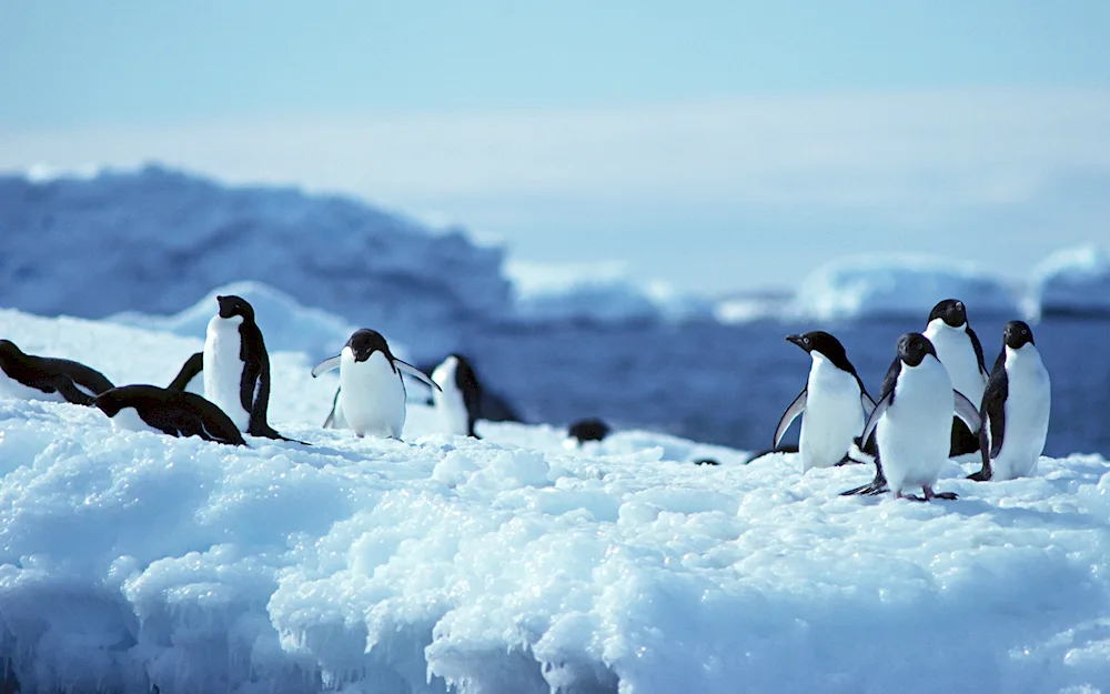 Penguins in Antarctica