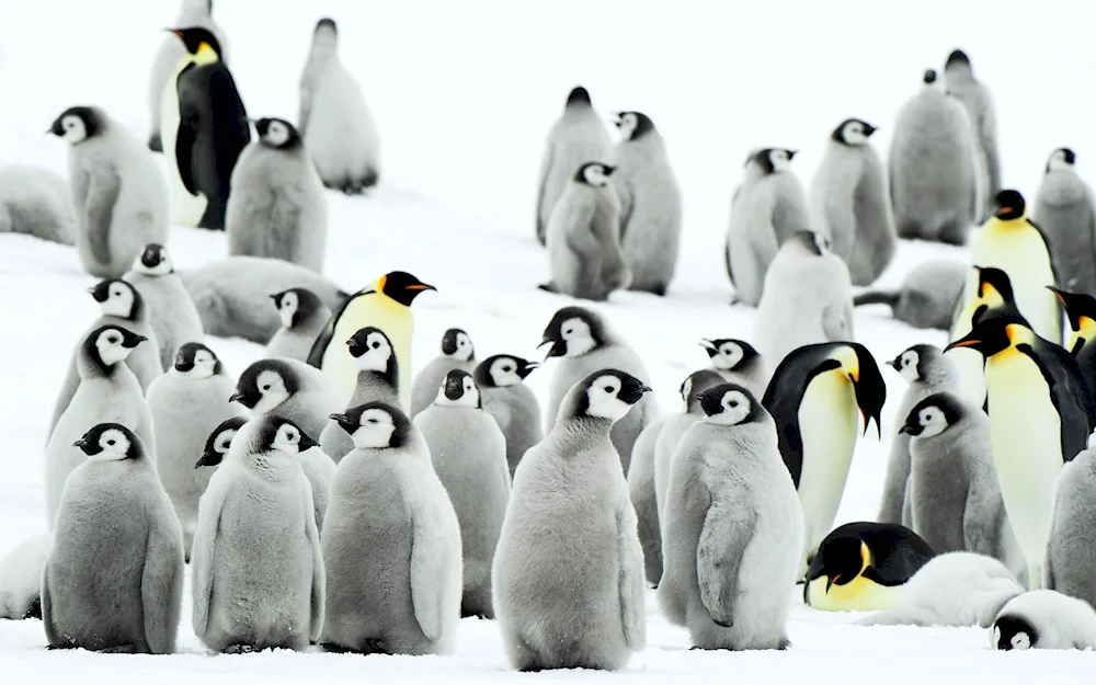 Penguins in Antarctica