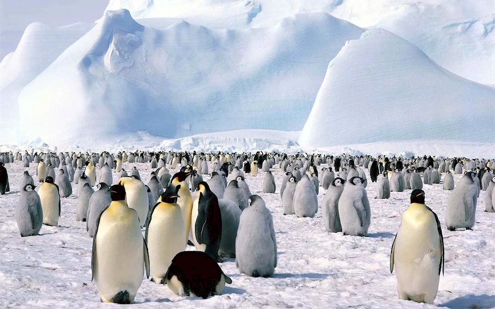 Penguins in Antarctica