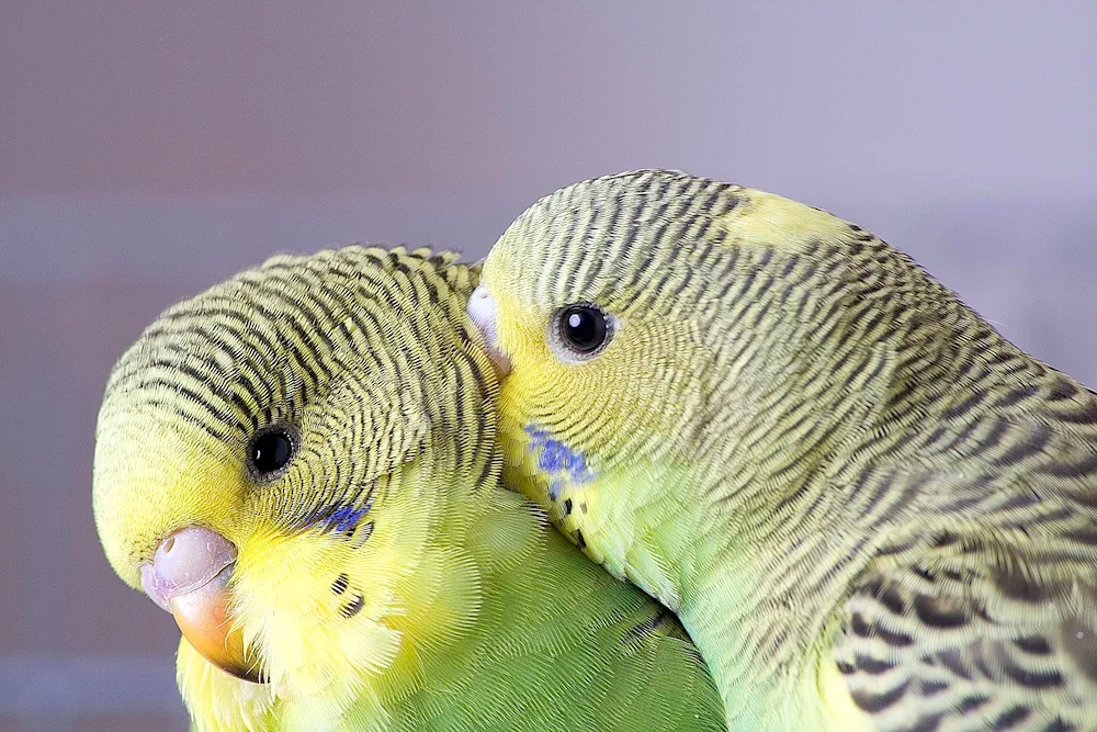 Wavy parrots