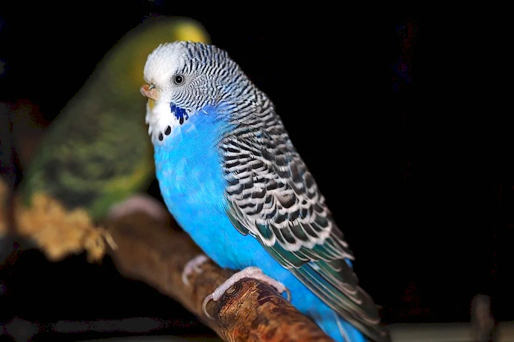 White Waved Parrot