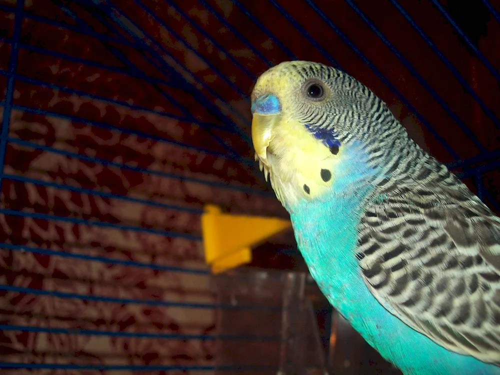 Pinto wavy parrot