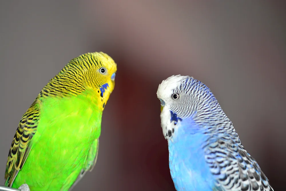 Wavy Parrots