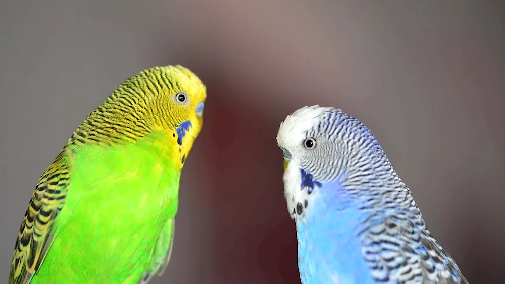 Pinto Waved Parrot