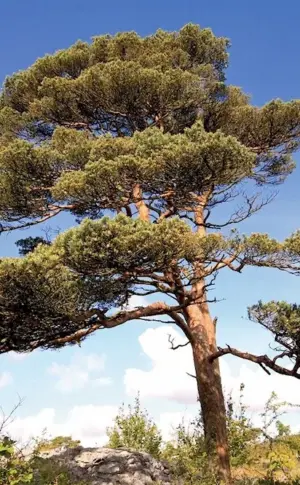 Pinus Sylvestris pine forest