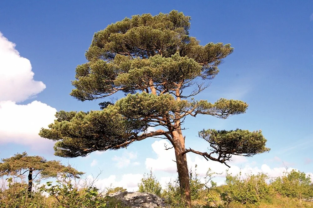 Pinus Sylvestris pine forest