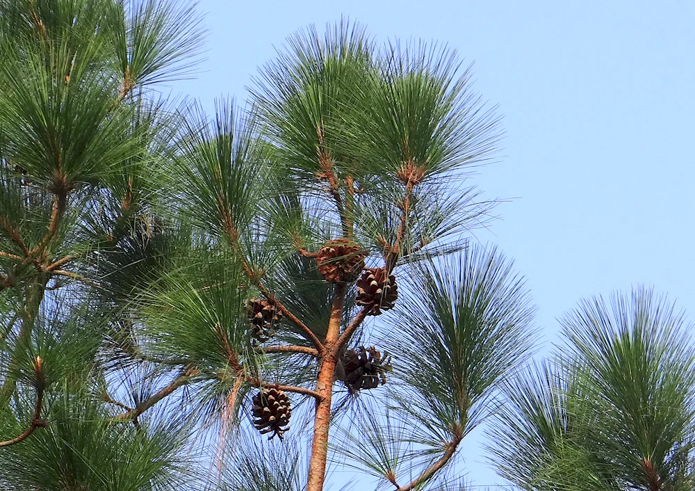 Pinus wallichiana Excelsa