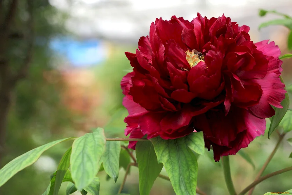 Pion red Camellia