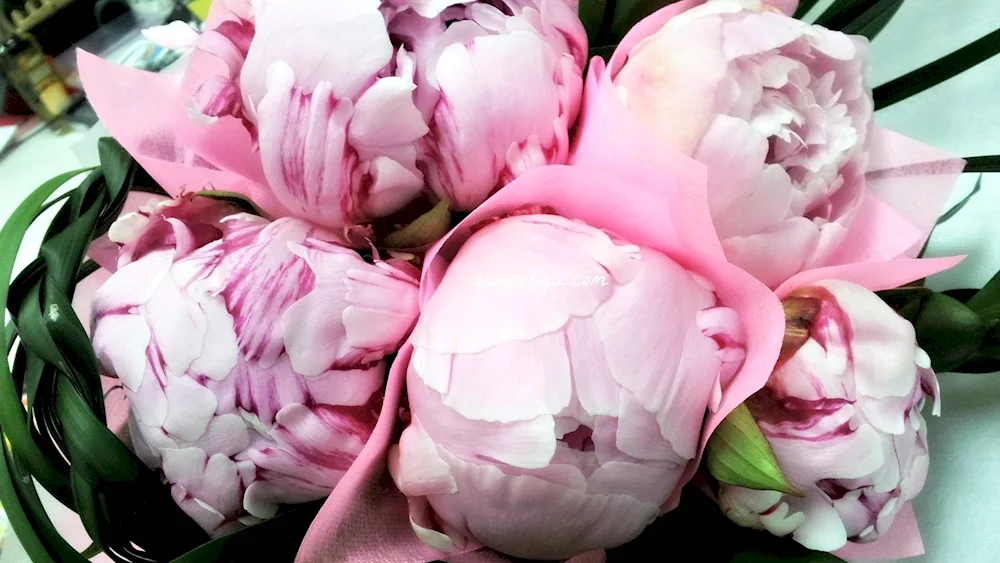Peony amabilis