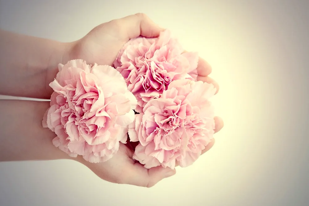 Pion bouquet of pink carnations