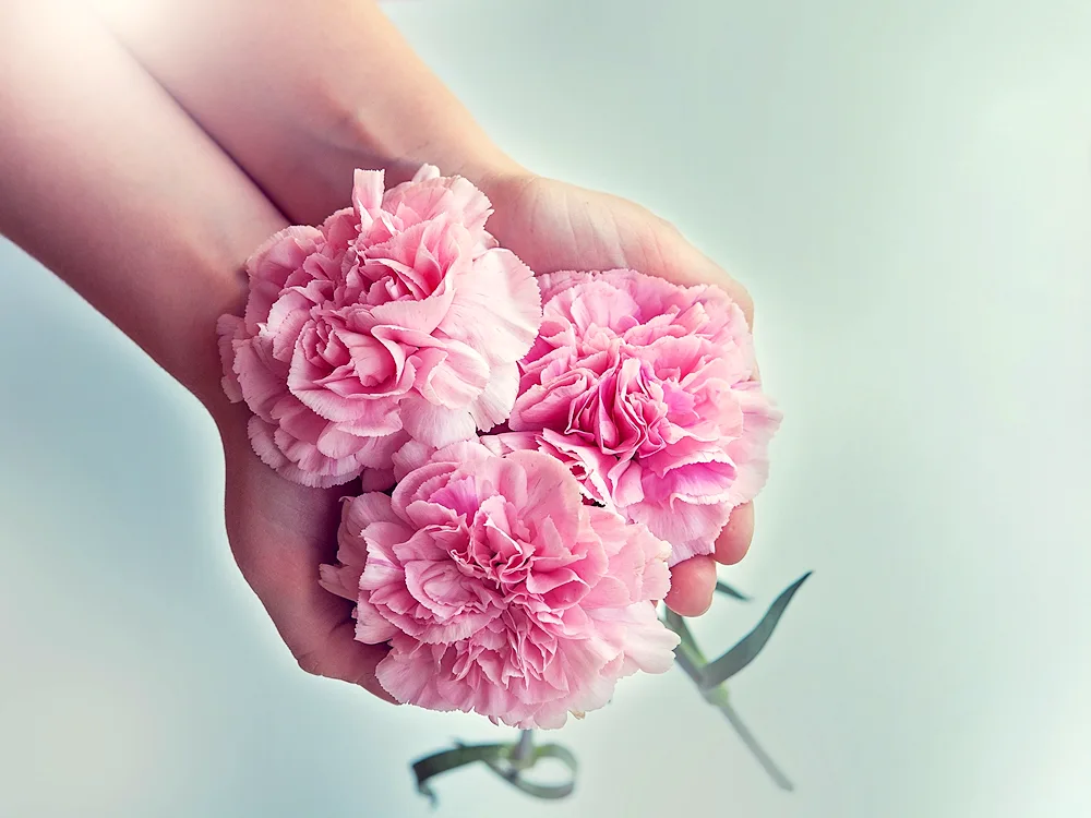 Pion bouquet of pink carnations