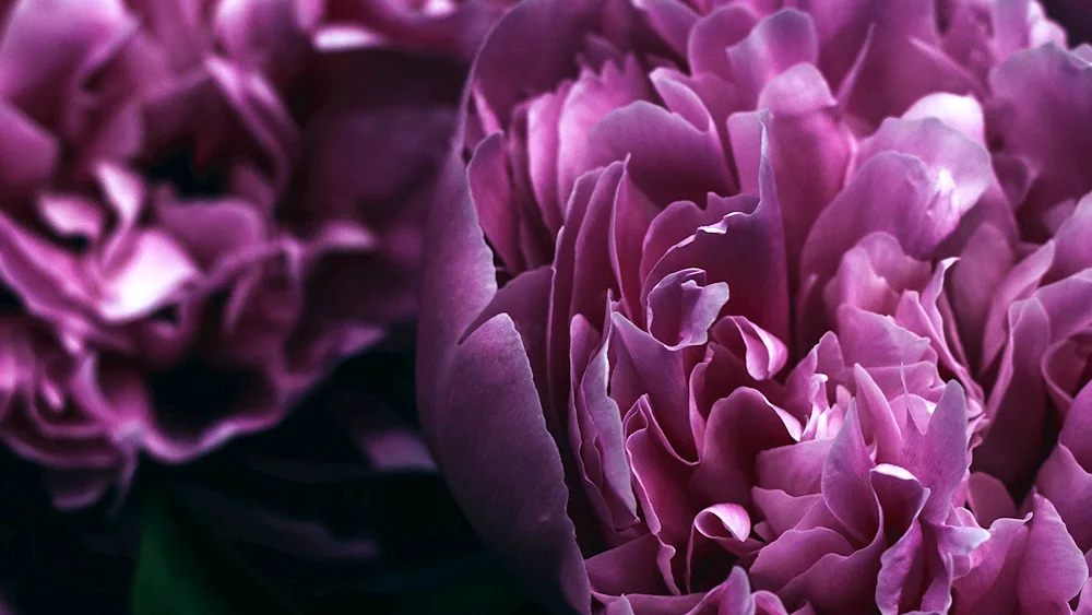 Dark Purple peonies