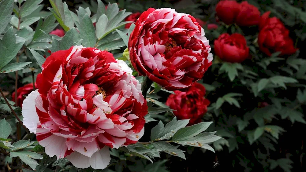 Peony Tree Kinko