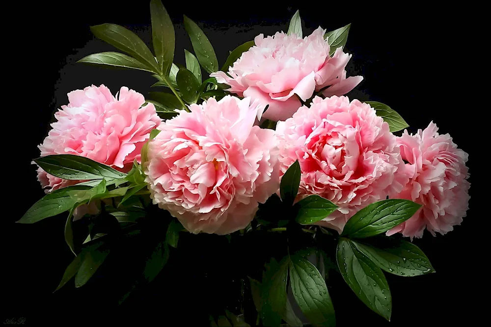 Pink-like peonies