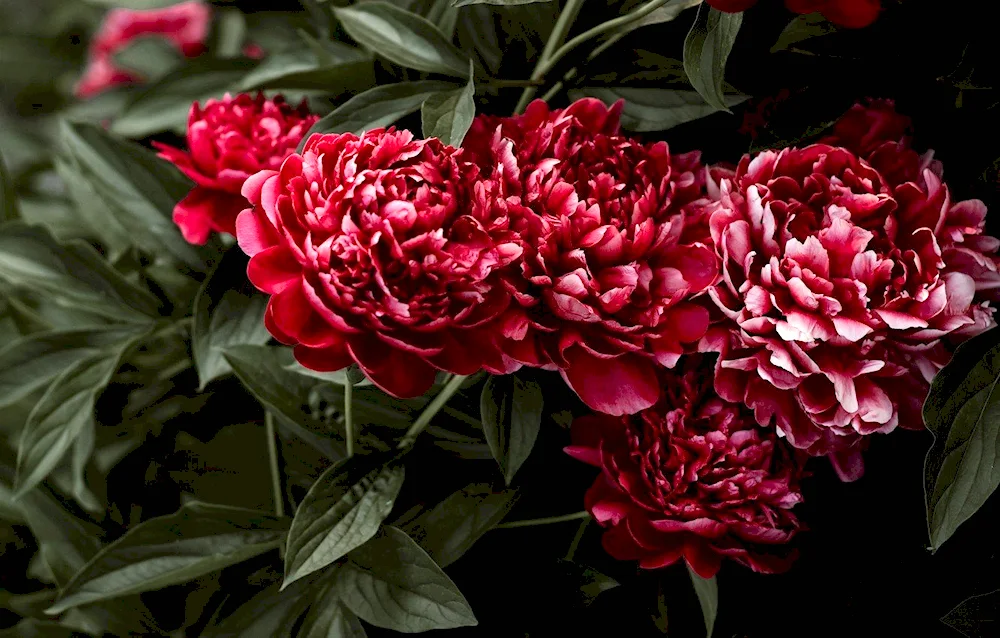 Peony Douglas Brand