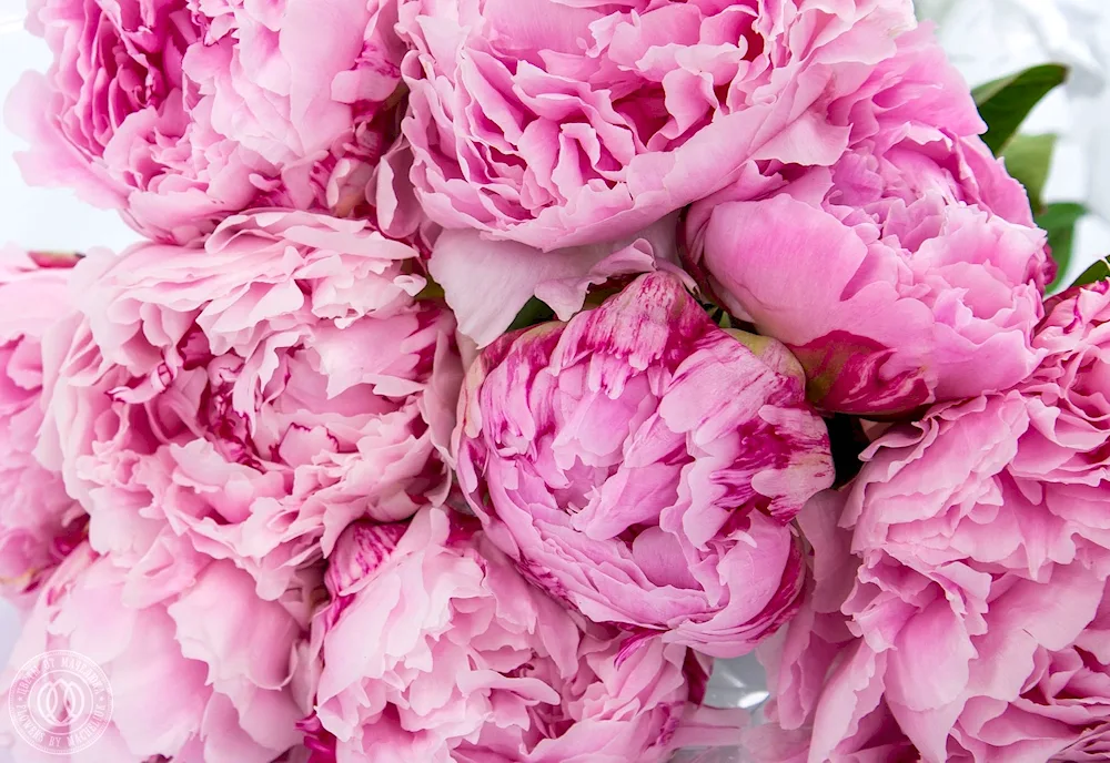 Bouquet of peonies and freesias