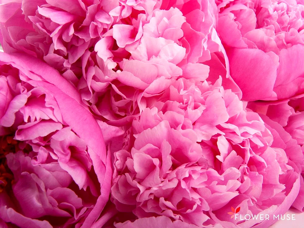 Pink-like peonies