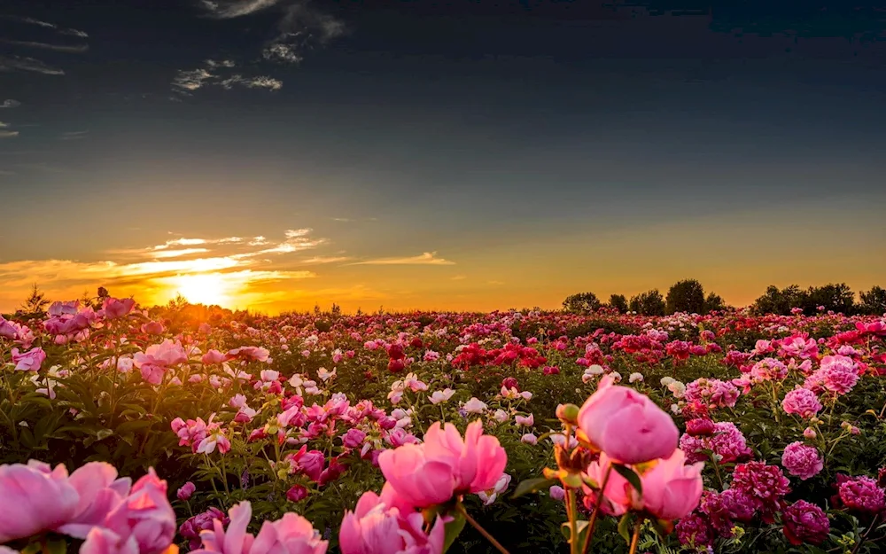 Tulip field Holland dawn