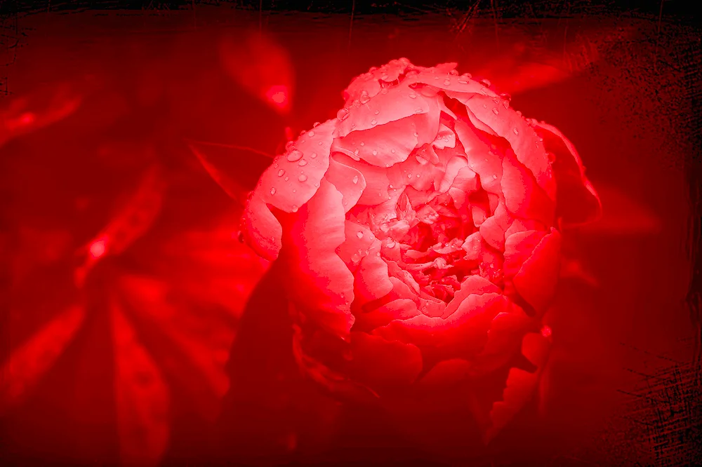 Pink-like peonies