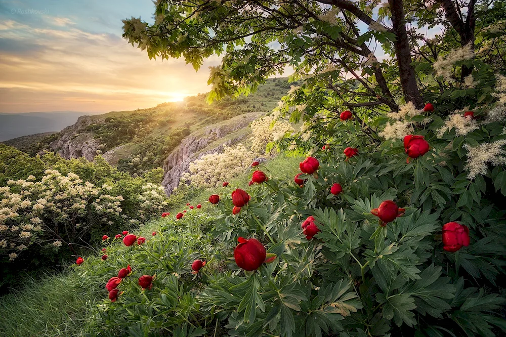 Crimean Peony Crimean Peony