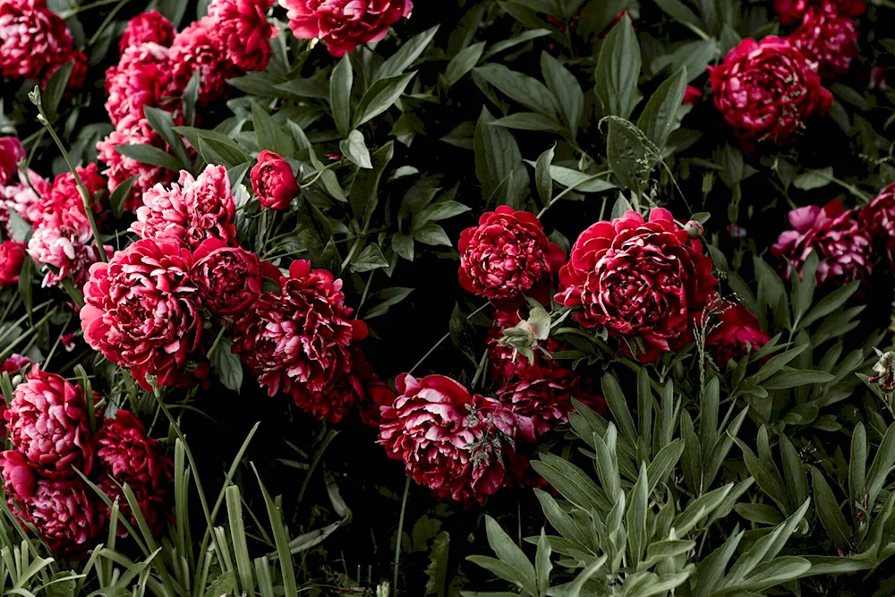 Pink-like peonies