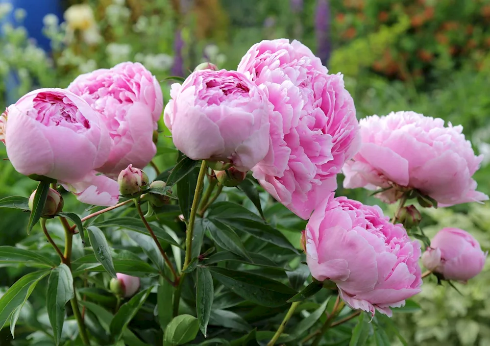 Pion Peony Pink