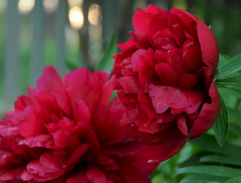 Peony red Camellia