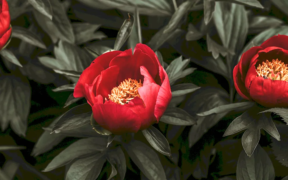 Pion red peony