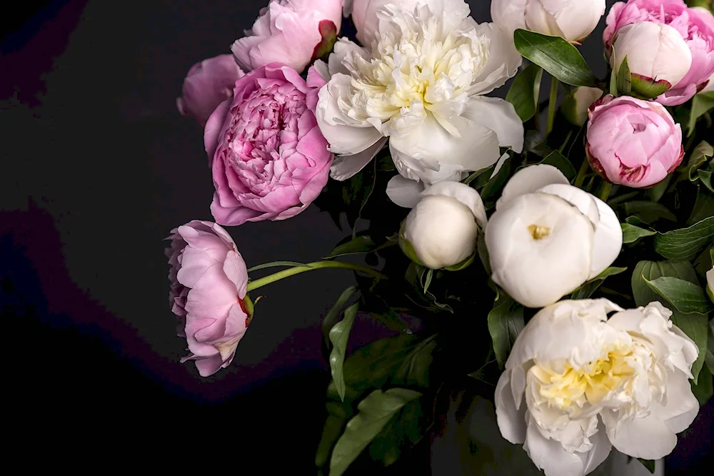 Peonies - Peonies white